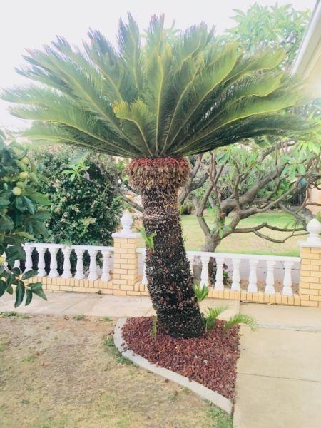 35 Year Old Cycads