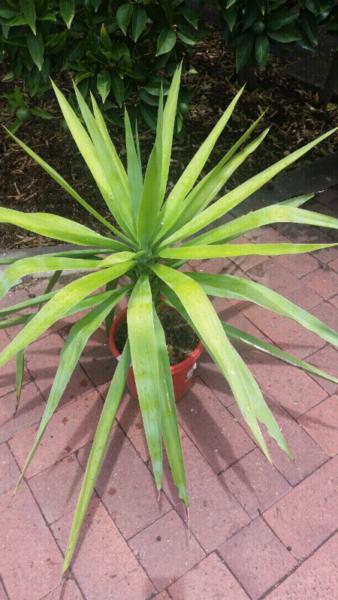 YUCCA'S 40cm TALL and POTTED
