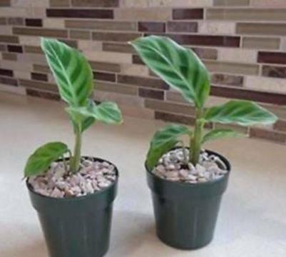 Indoor plant Calathea Zebrina Tropical - 2 for $15 ($7.50 each)