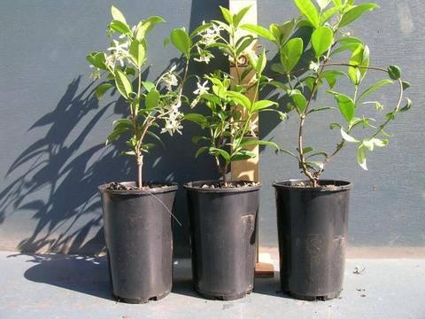 Eureka Nursery: Trachelospermum jasminoides