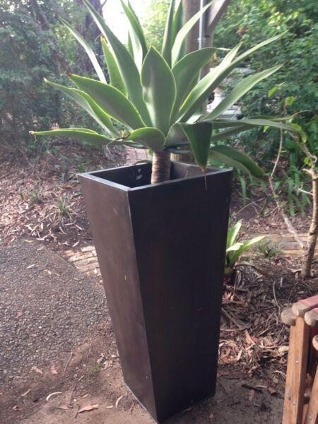 Healthy Plant garden feature in large black pot pot