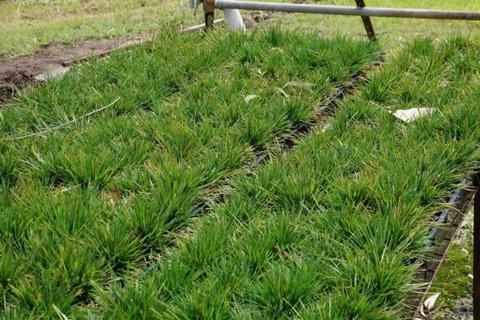 Eureka Nursery: Deschampsia cespitosa 'Echidna Grass'