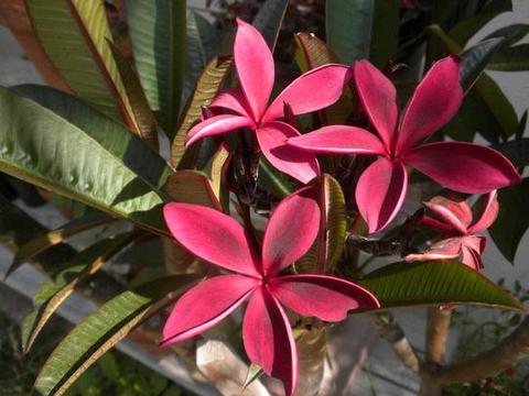 Very rare Hilo Beauty black red frangipani