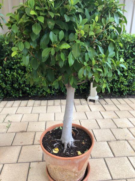 Mature Ficus Plant in pot