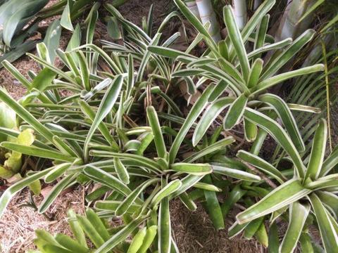 Bromeliads - Great garden filler and understory