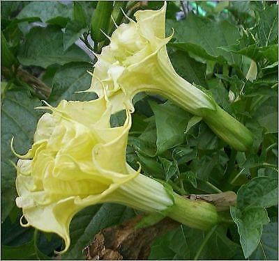 DATURA -Double Yellow Angel Trumpet - Devil Trumpet plants