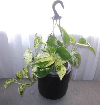 Devils Ivy Marble Queen in 17.5cm wide hanging pot, Indoor Plant