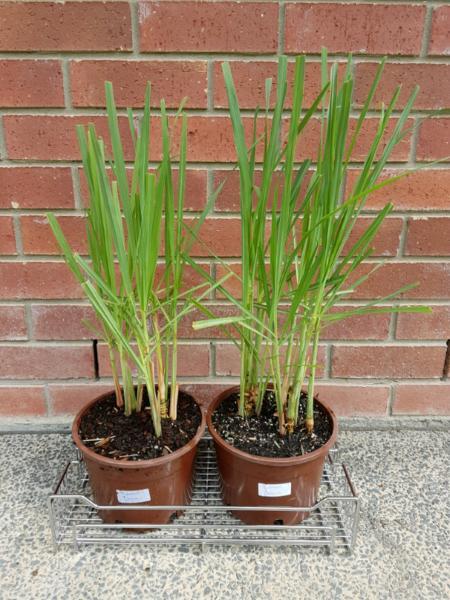 2 Pots of lemongrass includes steel tray for putting on deck etc