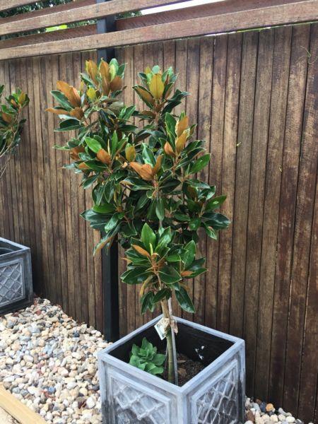 Magnolia trees in pots x7