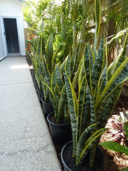 SANSERVIERIA TRIFASCIATA OR MOTHER-IN-LAW S TONGUE PLANTS