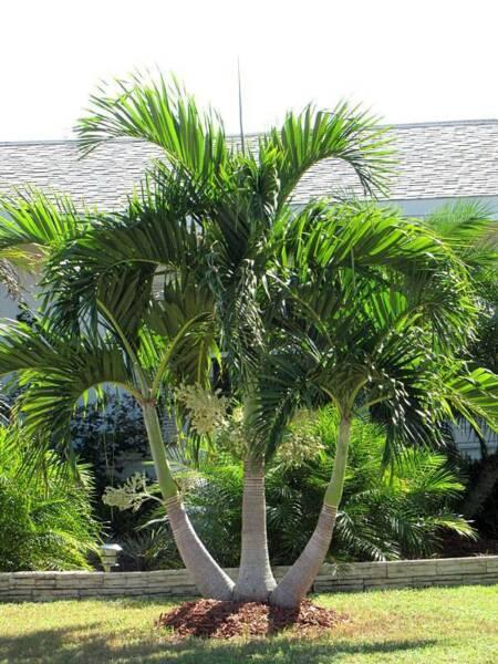 MANILA PALMS ( Christmas Palms )