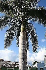 CUBAN ROYAL PALM TREES