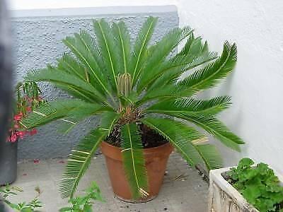 Cycad Sago, Sago Palm(Cycas revolute) Small to Very Large