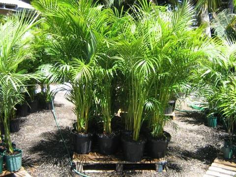 Golden Cane palms - from seedlings to Tropical landscape features