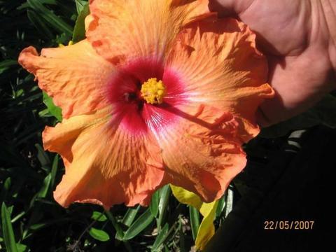HIBISCUS - RED, PALE MAUVE, APRICOT AND DOUBLE PINK AVAILABLE