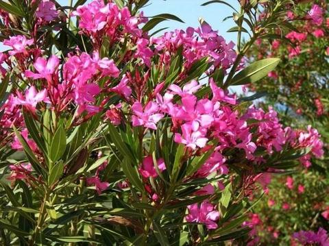OLEANDER (nerium sp.) White, Red and Pink