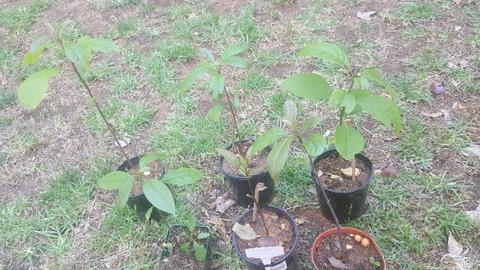 Avocado plants