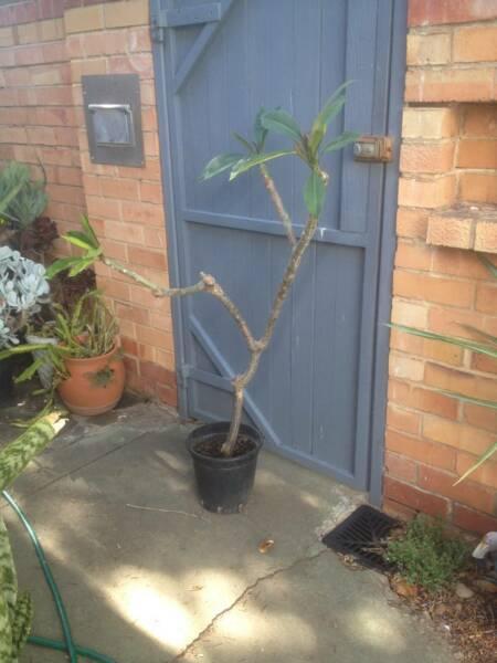LARGE FRANGIPANI TREE PLANT IN POT STANDS 1350MM TALL 3 BRANCH