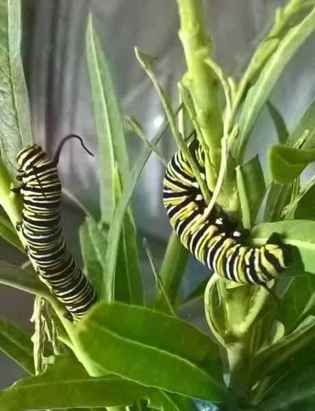 Swan shrubs - Milkweed for Monarch Butterflies
