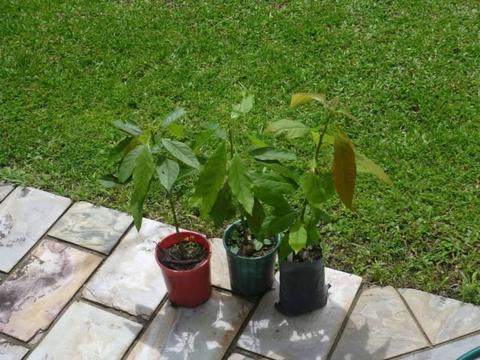 avocado tree in pots
