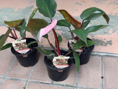 Philodendron Pink Princess - $18!!!