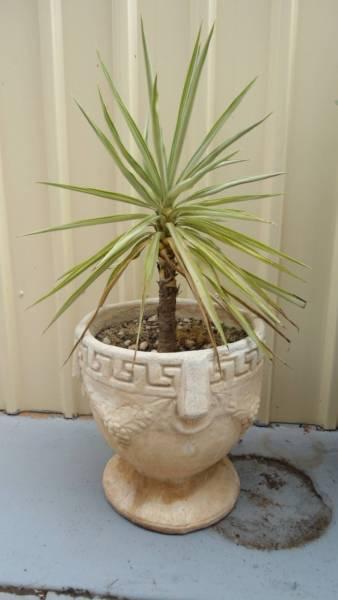 Yucca Plant in Solid Concrete Pot