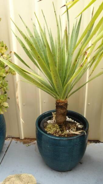 Yucca Plant in Beautiful Glazed Pot