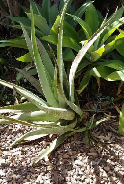 Aloe Vera Plant - Large