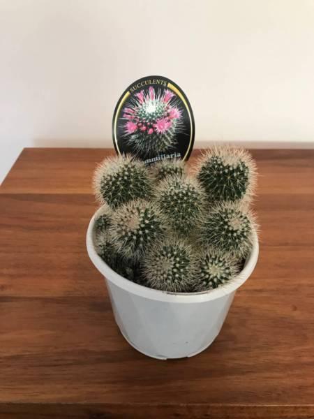 Mammillaria Pico Cactus