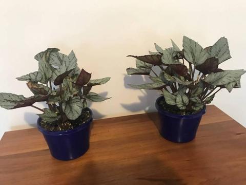 Arctic Breeze Begonia Indoor / Outdoor Plant