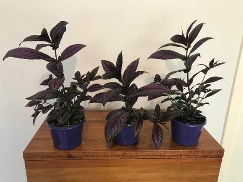 Purple Shield Strobilanthes Indoor / Outdoor Plant