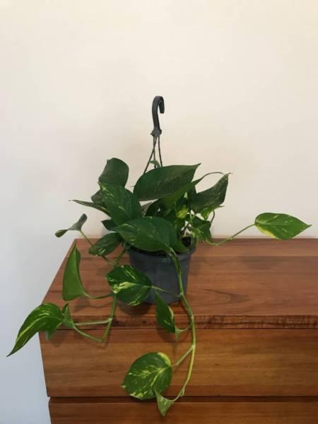 Variegated Devils Ivy Epipremnum Aureum Pothos Indoor Plant