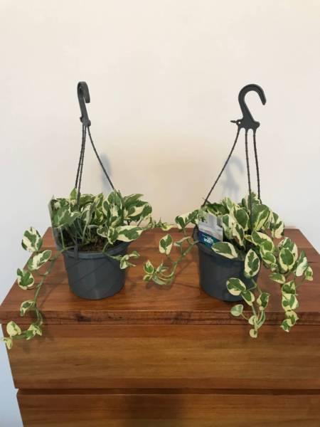 Snow Queen Devils Ivy Epipremnum Aureum Pothos Indoor Plant