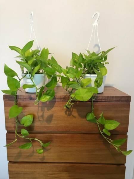 Huge Neon Devils Ivy Epipremnum Aureum Pothos Indoor Plant