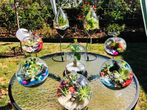 Various shape Glass Terrariums with real plants inside