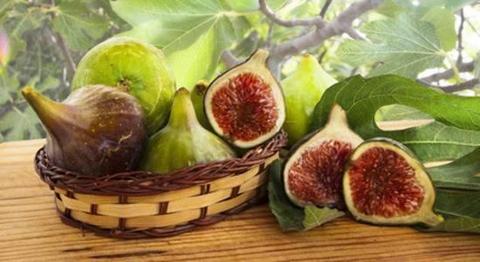 FIG BLACK, Green and Brown Mediterranean fruits plants/tree