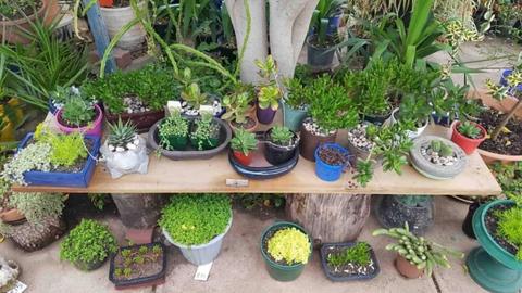 Big Garden Sale -100's of Plants from $2 - open to view every day