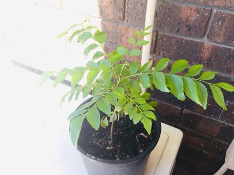 Curry leaf plant (16cm)