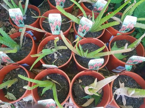 Aloe Vera indoor or outdoor plants $4 each