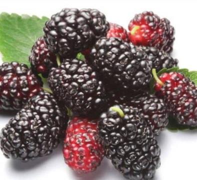 Mulberry fruit trees (Morus nigra) 500mm black berries