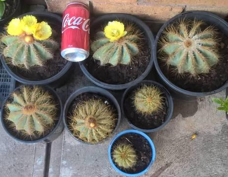 Yellow Ball Cactus $5 - $15 each