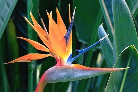 GARDEN PLANTS BIRD OF PARADISE STRELITZIA REGINAE