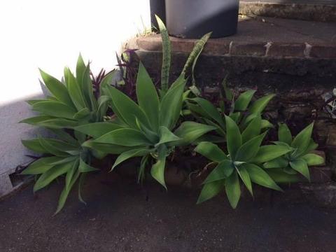 Lovely agave pups for sale