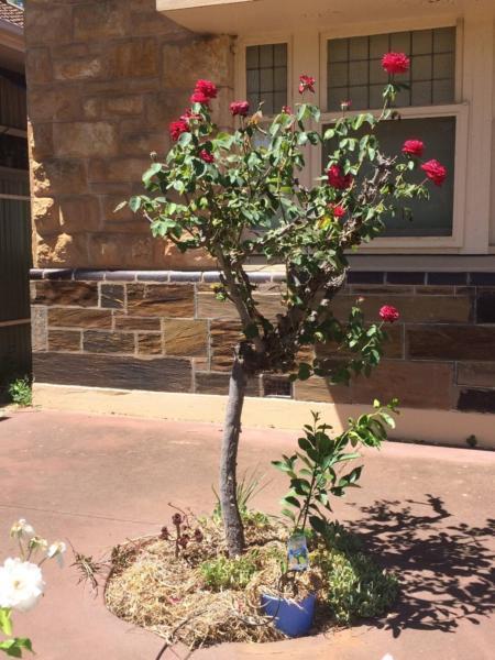 free red rose bush - lucky recipient to dig out and remove