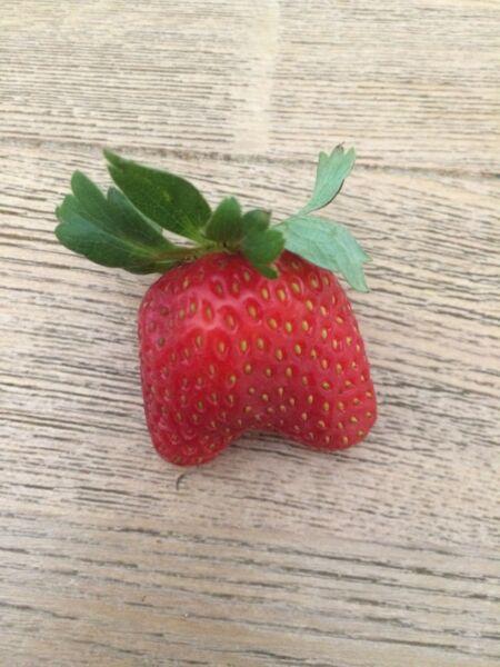 Rare butt shaped strawberry!