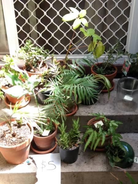Plants for Sale, assorted INDOOR PLANTS, CHEAP all must go!