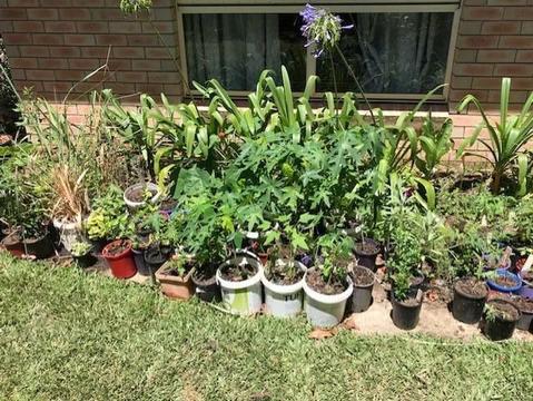 PAW PAW PLANTS for sale