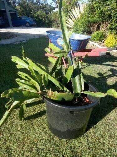Large dragon fruit plant 150 cm high, pot 40x50cm