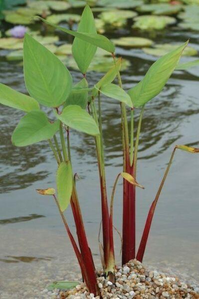 RED STEM THALIA PLANT FOR POND, DAM, WATER OR BOG GARDEN