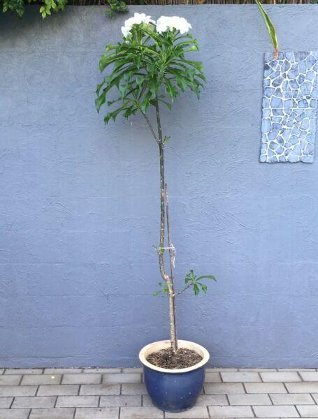 Beautiful tall evergreen frangipani (plumeria pudica) >2m